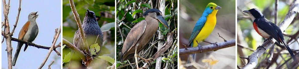 BBSO, Blue Mocking Bird, Boat Billed Heron, Orange Breasted Bunting, Red Breasted Chat