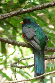 Mountain Trogon
