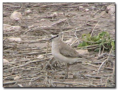 Birds In Nebraska